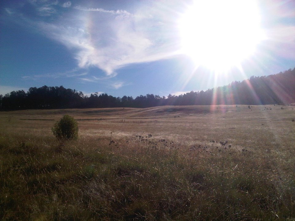 sabana