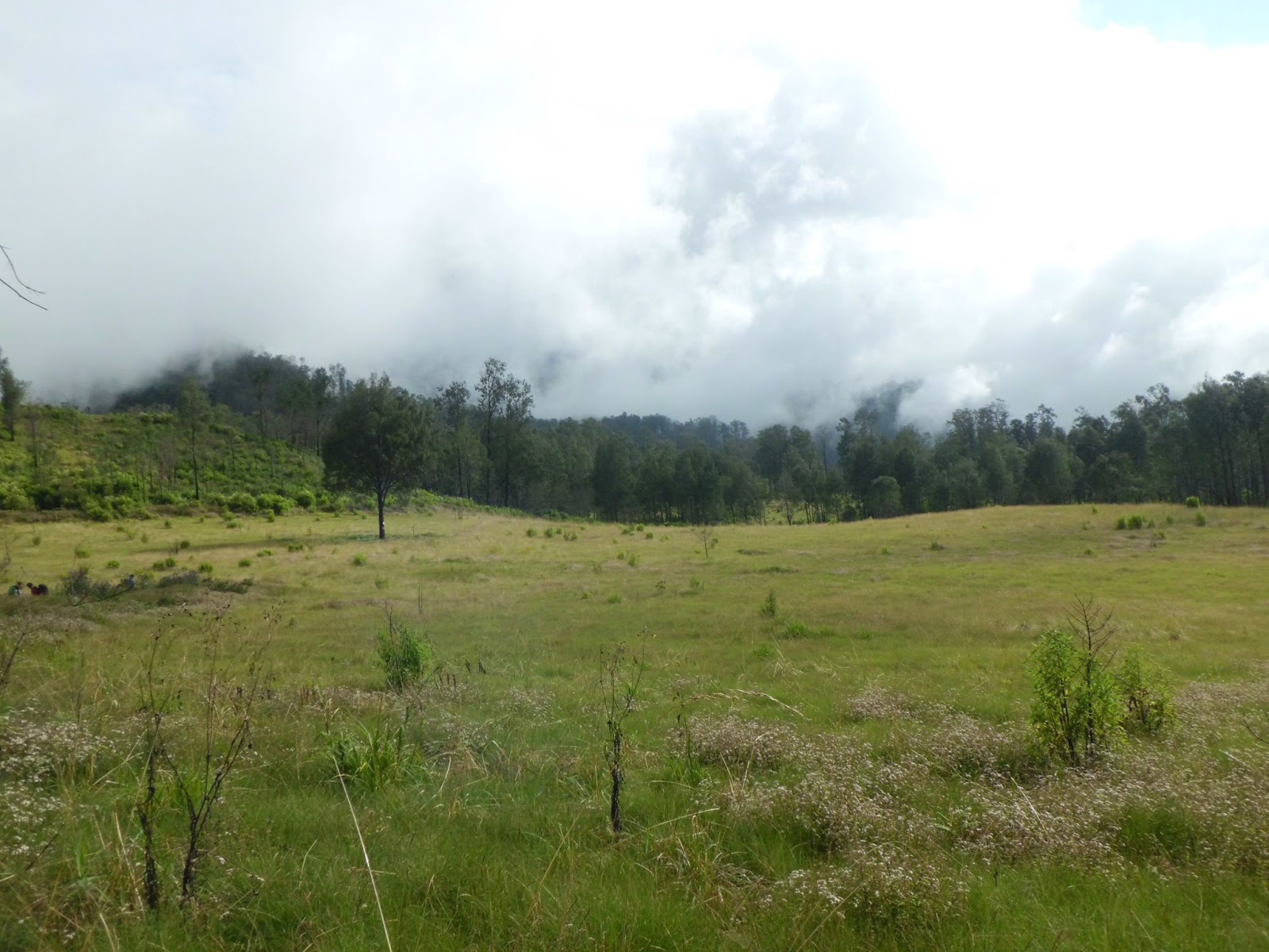 sabana_kecil
