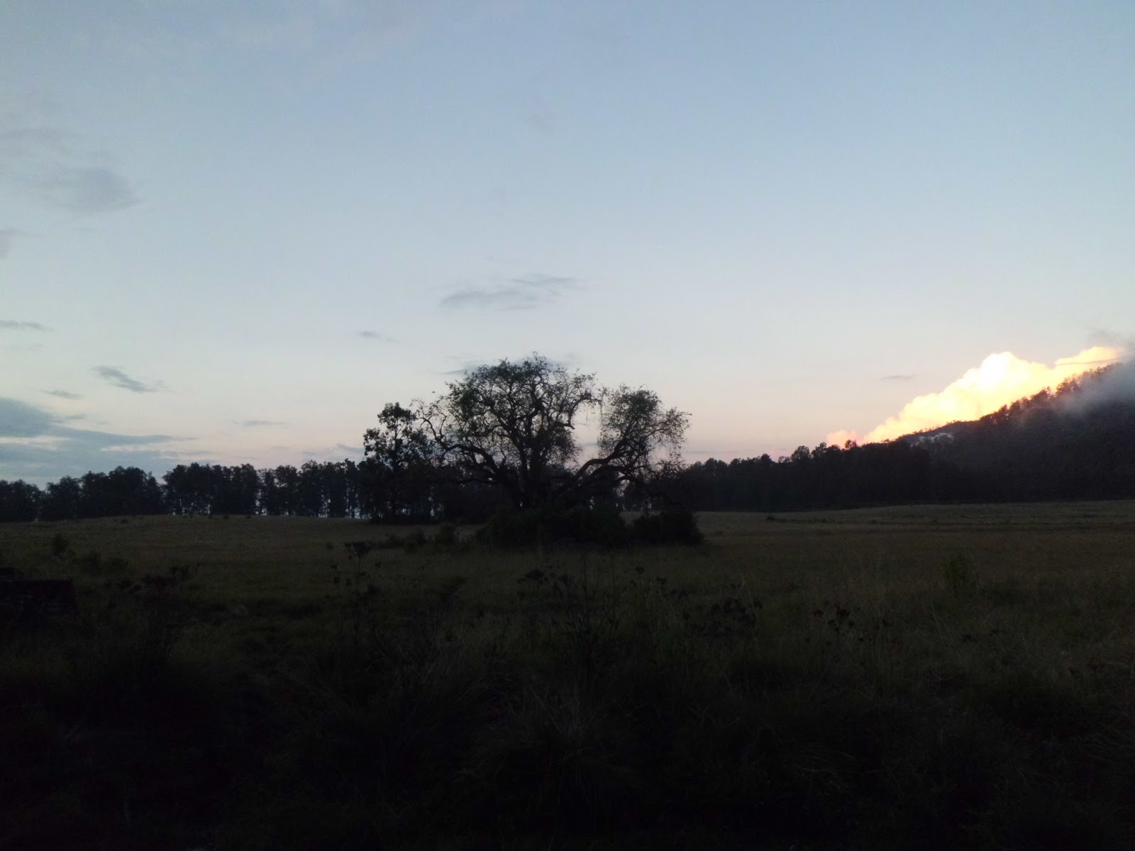 pohon_senja_cikasur