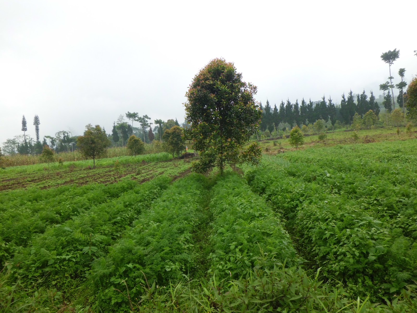 kebun_warga