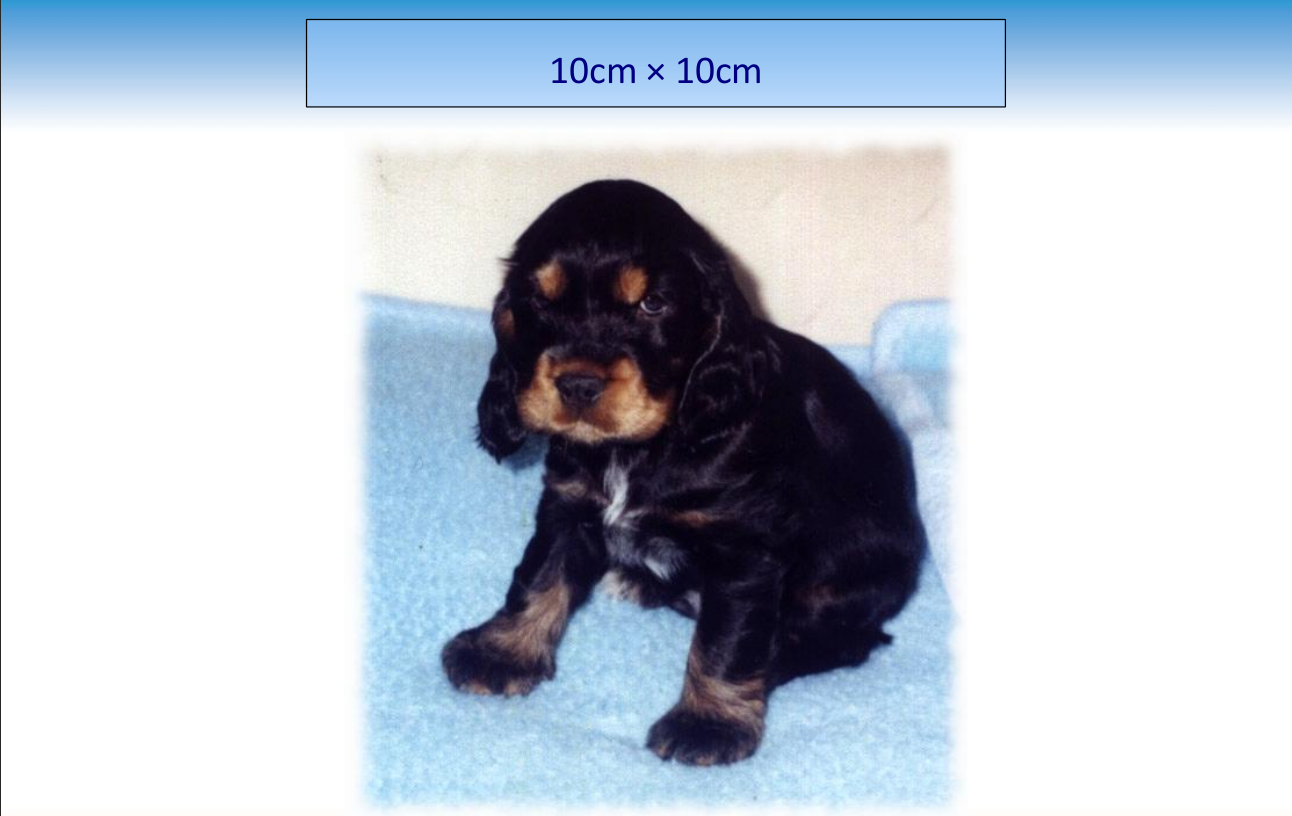 anak_anjing