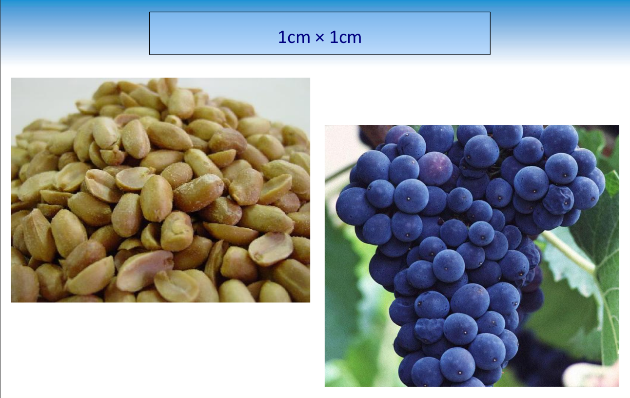 anggur_kacang